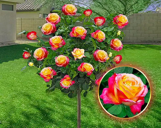 Ruža stablašica „Double Delight”