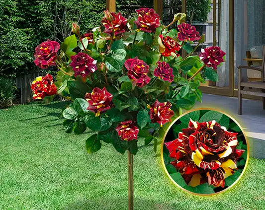 Ruža stablašica „Hocus Pokus”