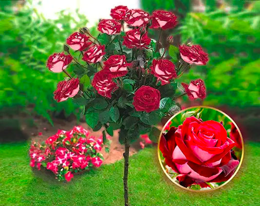 Ruža stablašica “Osiria”