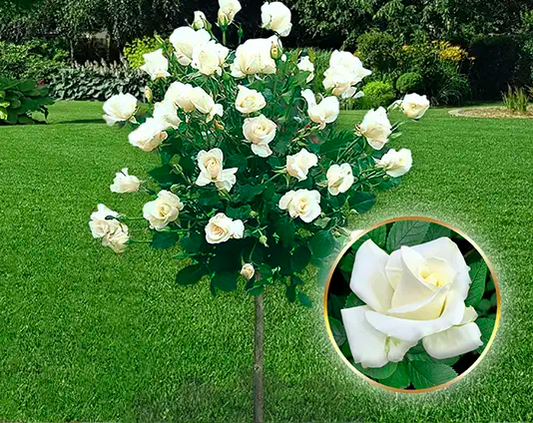 Ruža stablašica “Pascal”