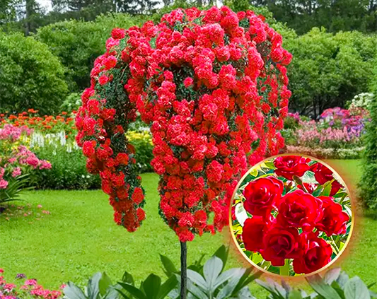 Ruža stablašica „Scarlet”