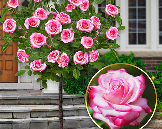 Ruža stablašica “La Minuette”