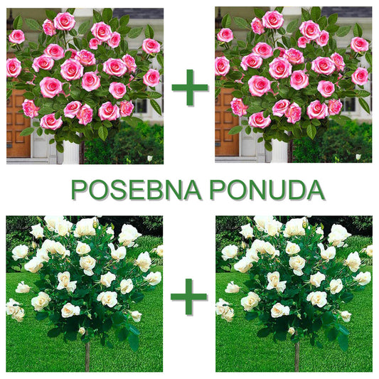 4  ruže stablašice