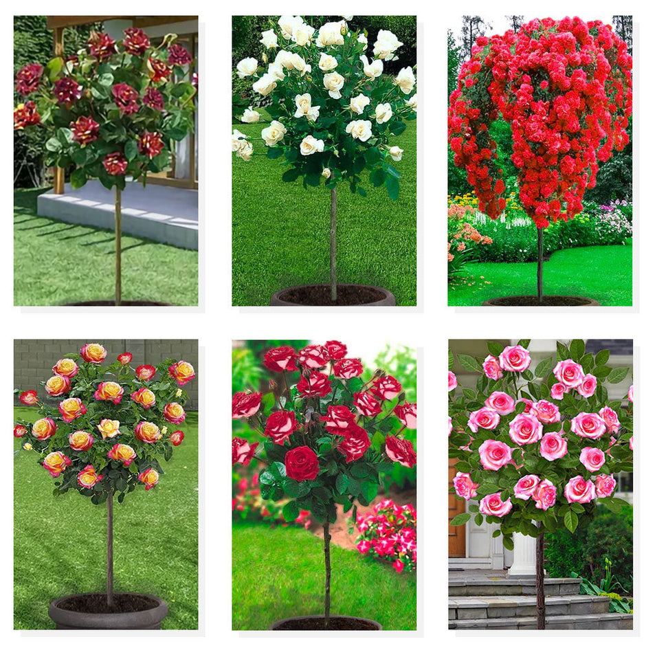 Proizvodi – Moja Ruža